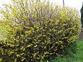 2011-0305-1200_Forsythia_5C